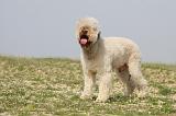 LAGOTTO 123